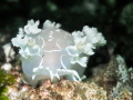   Diamondback tritonia  